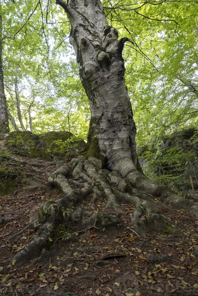 albero antico in una foresta verde foto