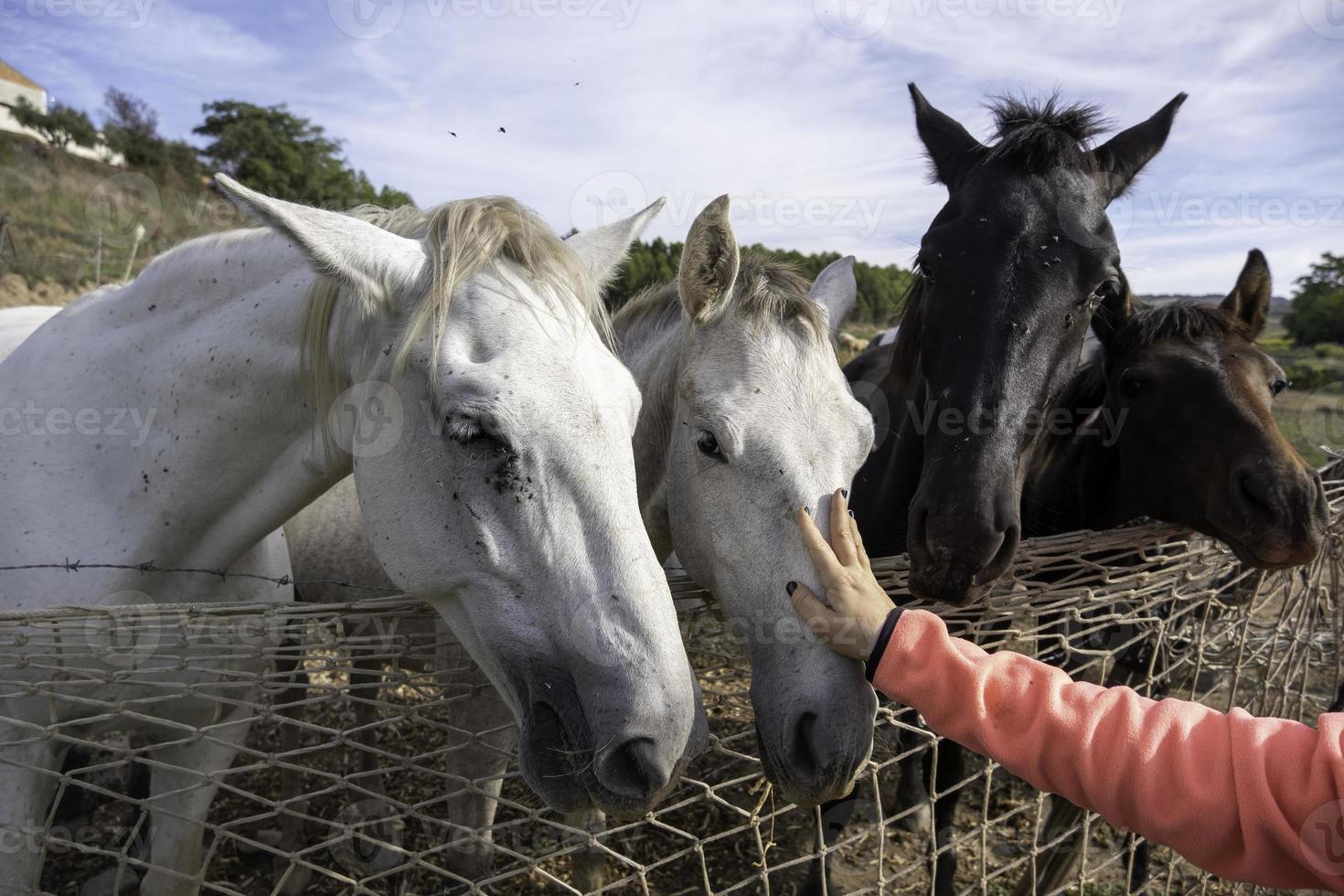 cavalli che mangiano in fattoria foto