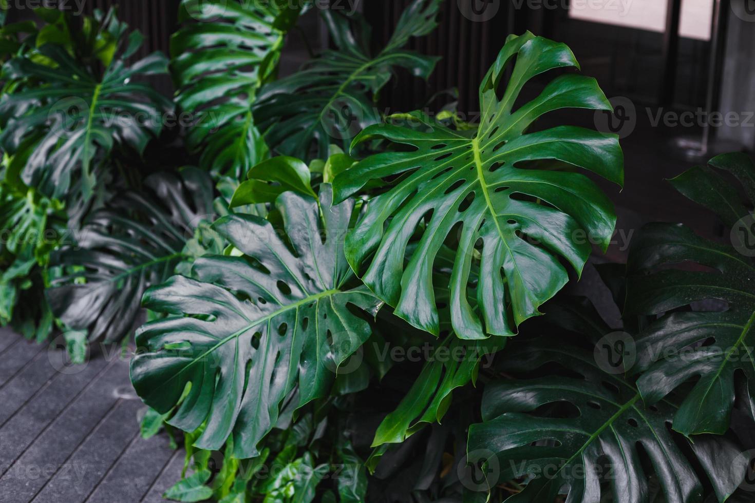 foglie giganti di monstera foto