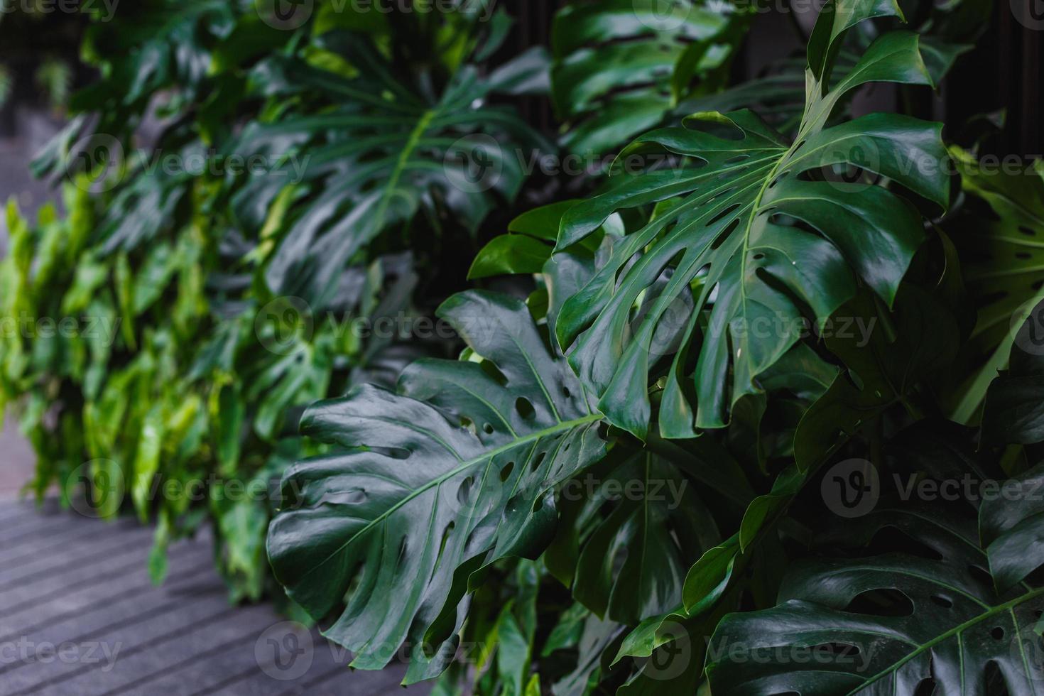 foglie giganti di monstera foto