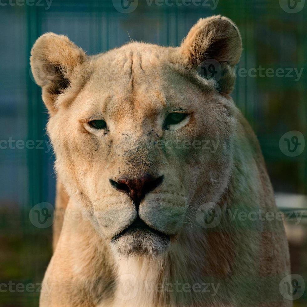 specie rare e in via di estinzione di leoni bianchi, zoo e vita animale in esso. foto