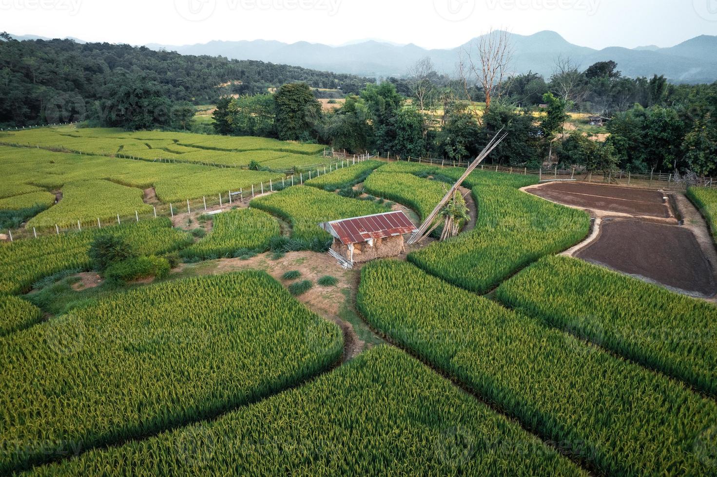 risaie verdi e agricoltura vista dall'alto foto