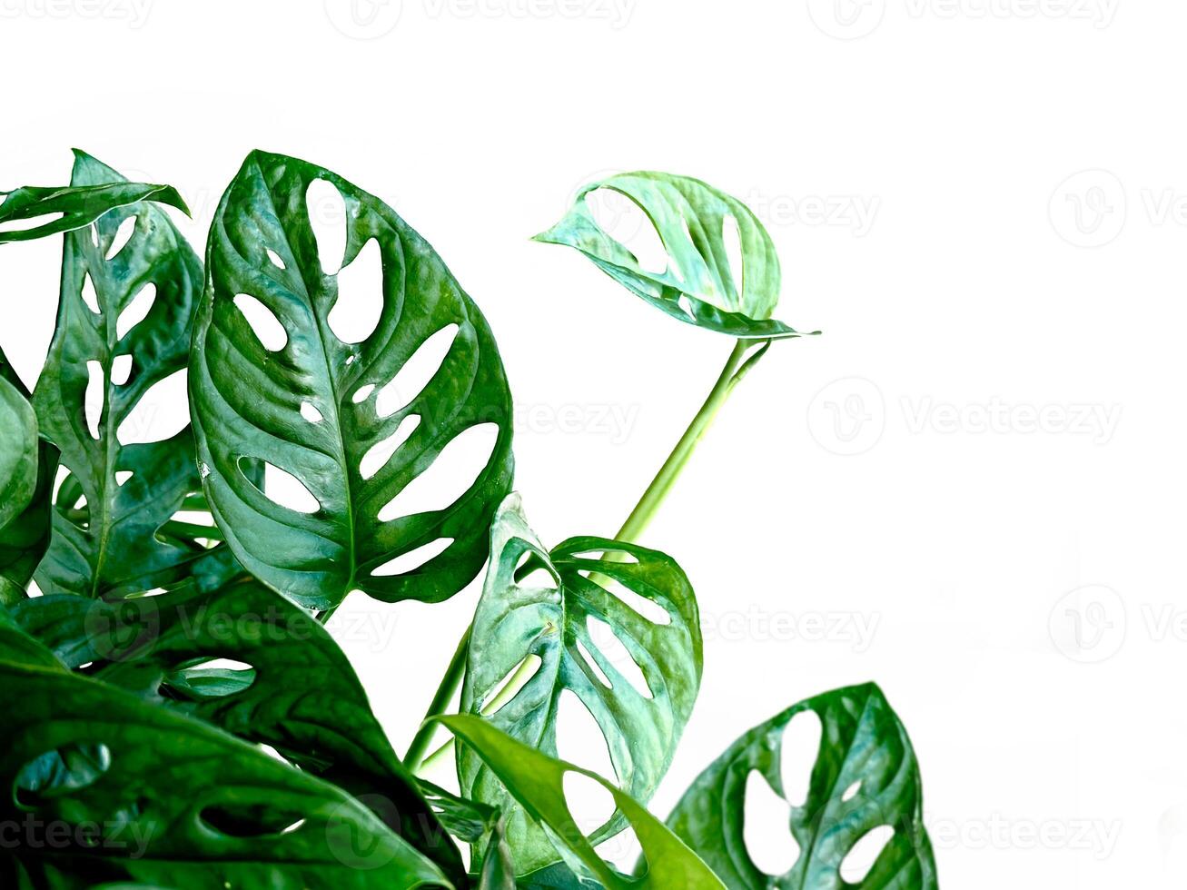 giovane bellissimo pianta Monstera scimmia maschera obliquo, Monstera adansonii. casa giardinaggio minimalismo concetto sfondo con vuoto la zona. foto