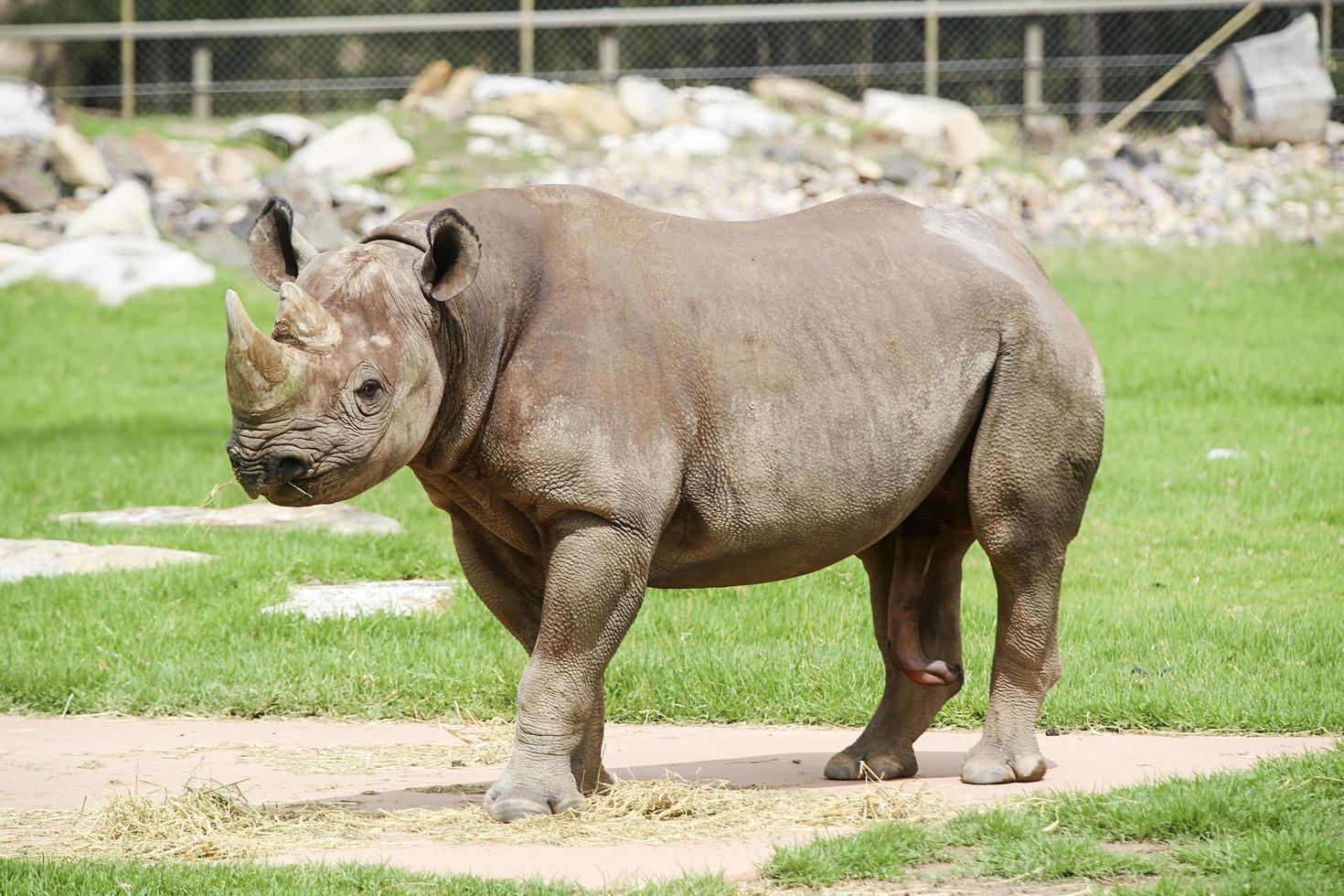 dubbo, australia, 4 gennaio 2017 - rinoceronte nero dallo zoo delle pianure occidentali di taronga a dubbo. questo zoo cittadino è stato aperto nel 1916 e ora ha più di 4000 animali foto