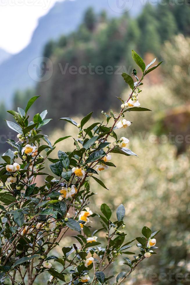 gli alberi del tè nel giardino del tè sono in piena fioritura foto