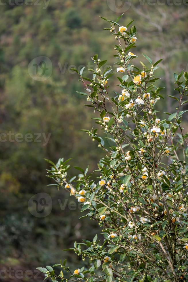 gli alberi del tè nel giardino del tè sono in piena fioritura foto