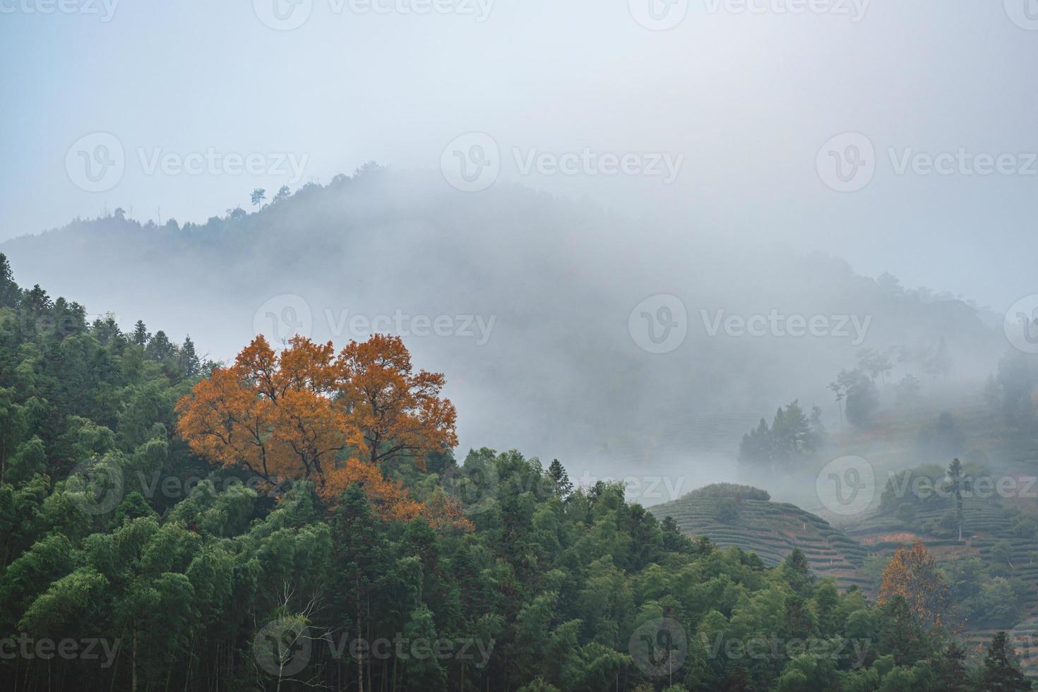 tè montagna e foresta nella nebbia mattutina foto