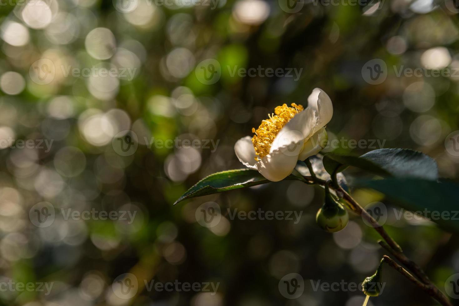 sotto il sole, i fiori del tè con petali bianchi e nuclei di fiori gialli sono nella foresta del tè selvatico foto