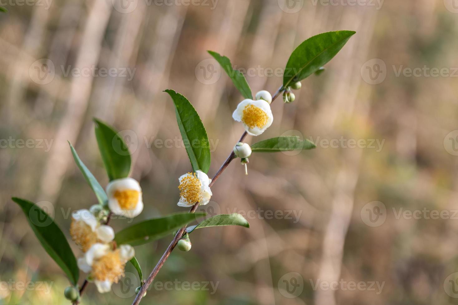 sotto il sole, i fiori del tè con petali bianchi e nuclei di fiori gialli sono nella foresta del tè selvatico foto