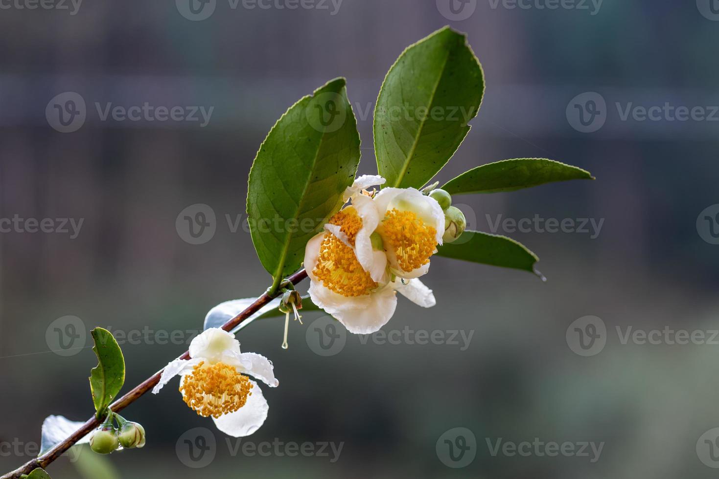 fiori dell'albero del tè sotto la pioggia, petali con gocce di pioggia foto