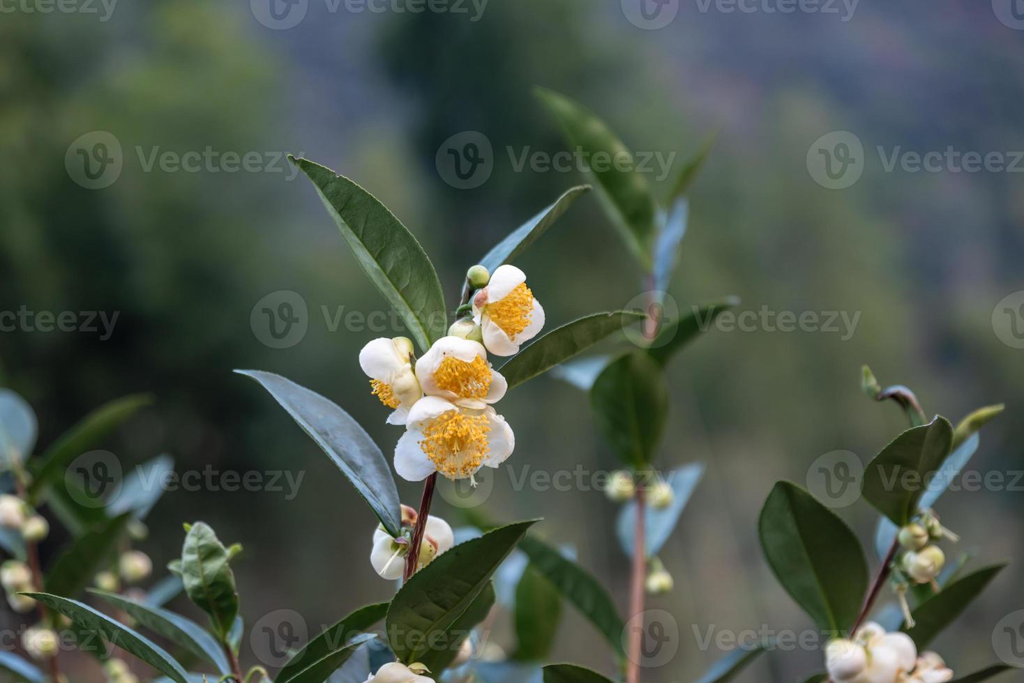 sotto il sole, i fiori del tè con petali bianchi e nuclei di fiori gialli sono nella foresta del tè selvatico foto