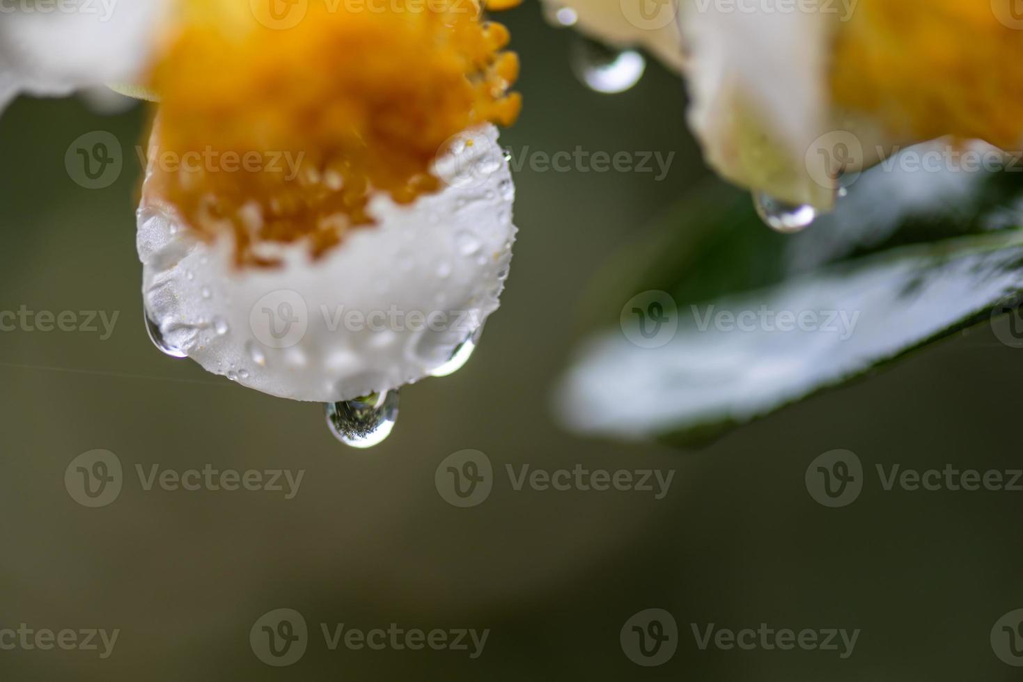 fiori dell'albero del tè sotto la pioggia, petali con gocce di pioggia foto