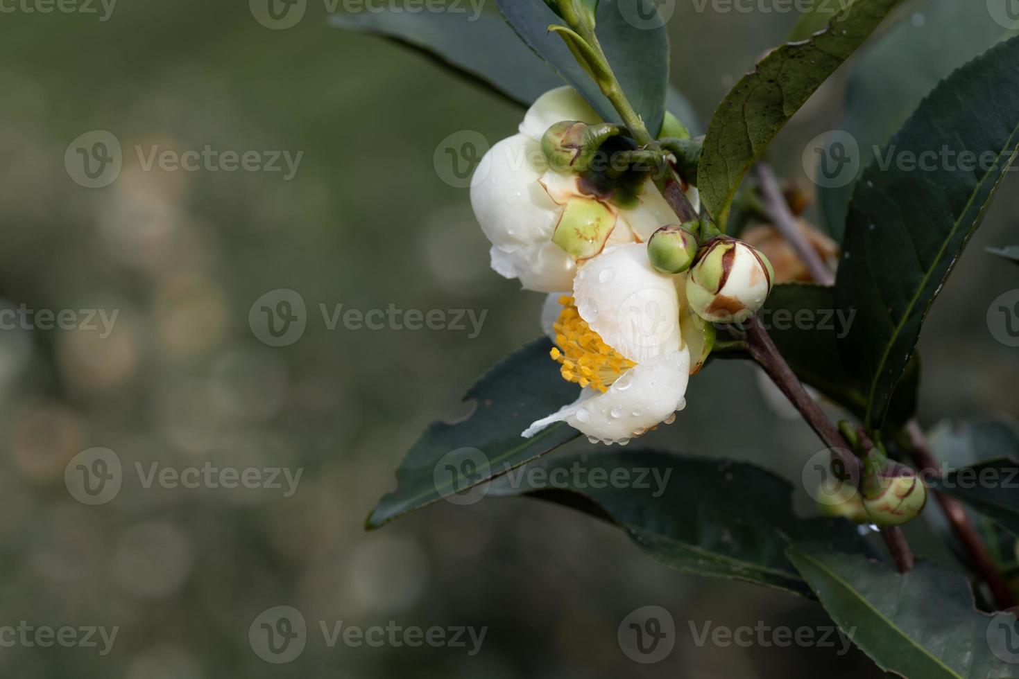 fiori dell'albero del tè sotto la pioggia, petali con gocce di pioggia foto