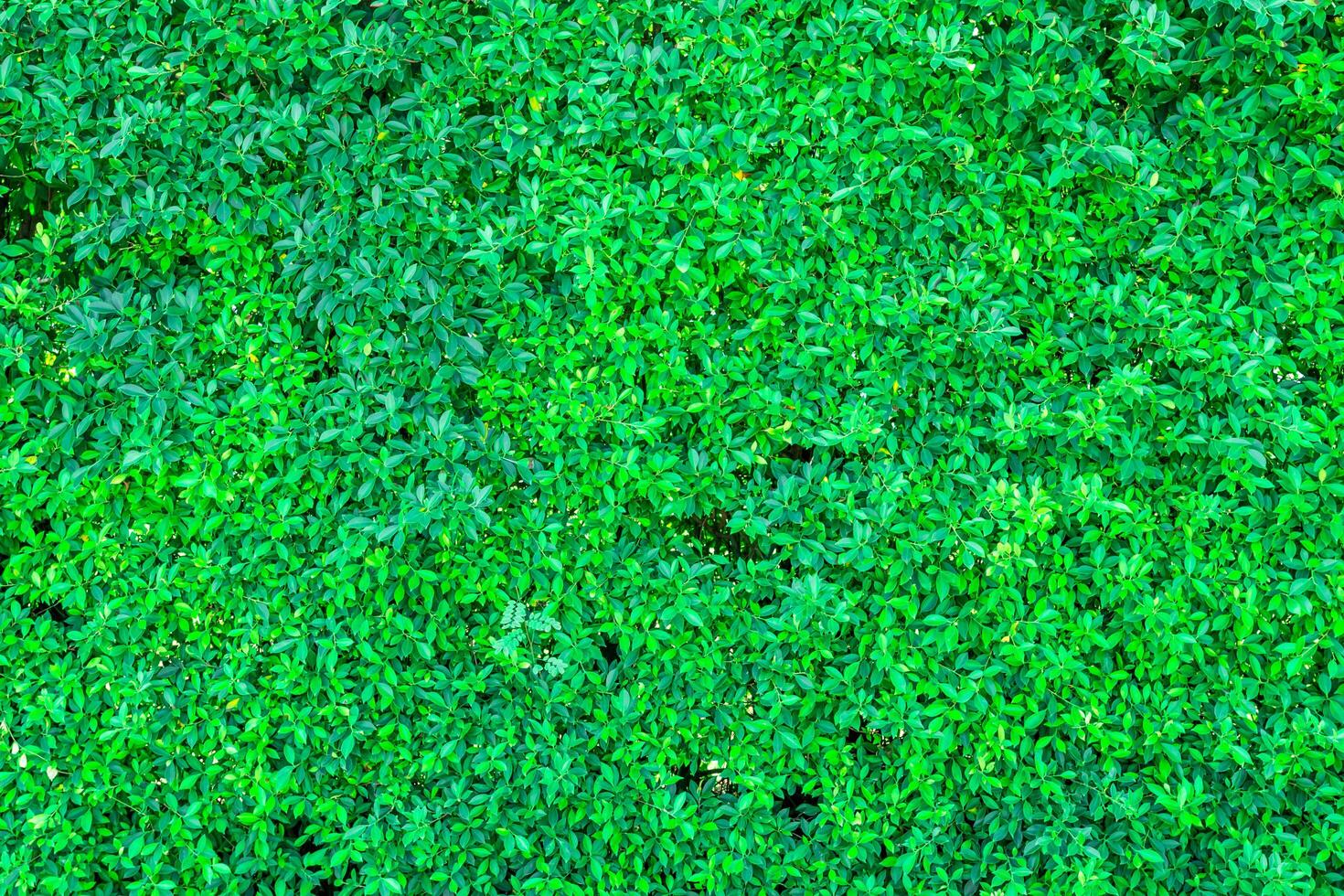 verde foglia sfondo per struttura e copia spazio nel il giardino leggero sfondo foto