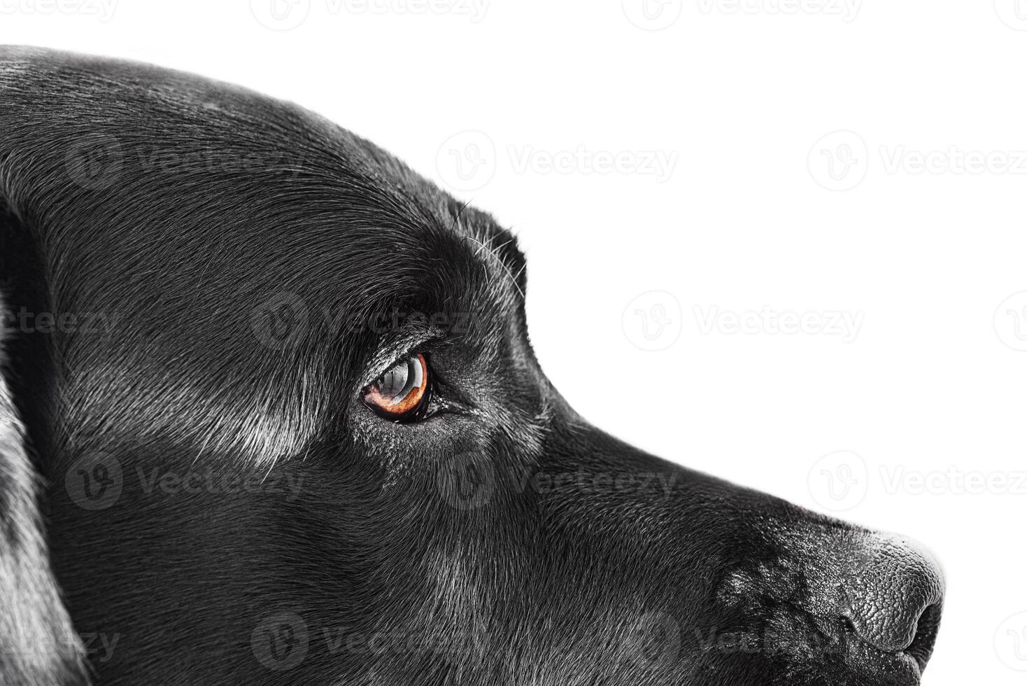 labrador cane da riporto vicino su su bianca sfondo isolato. animale domestico adulto cane studio foto. foto