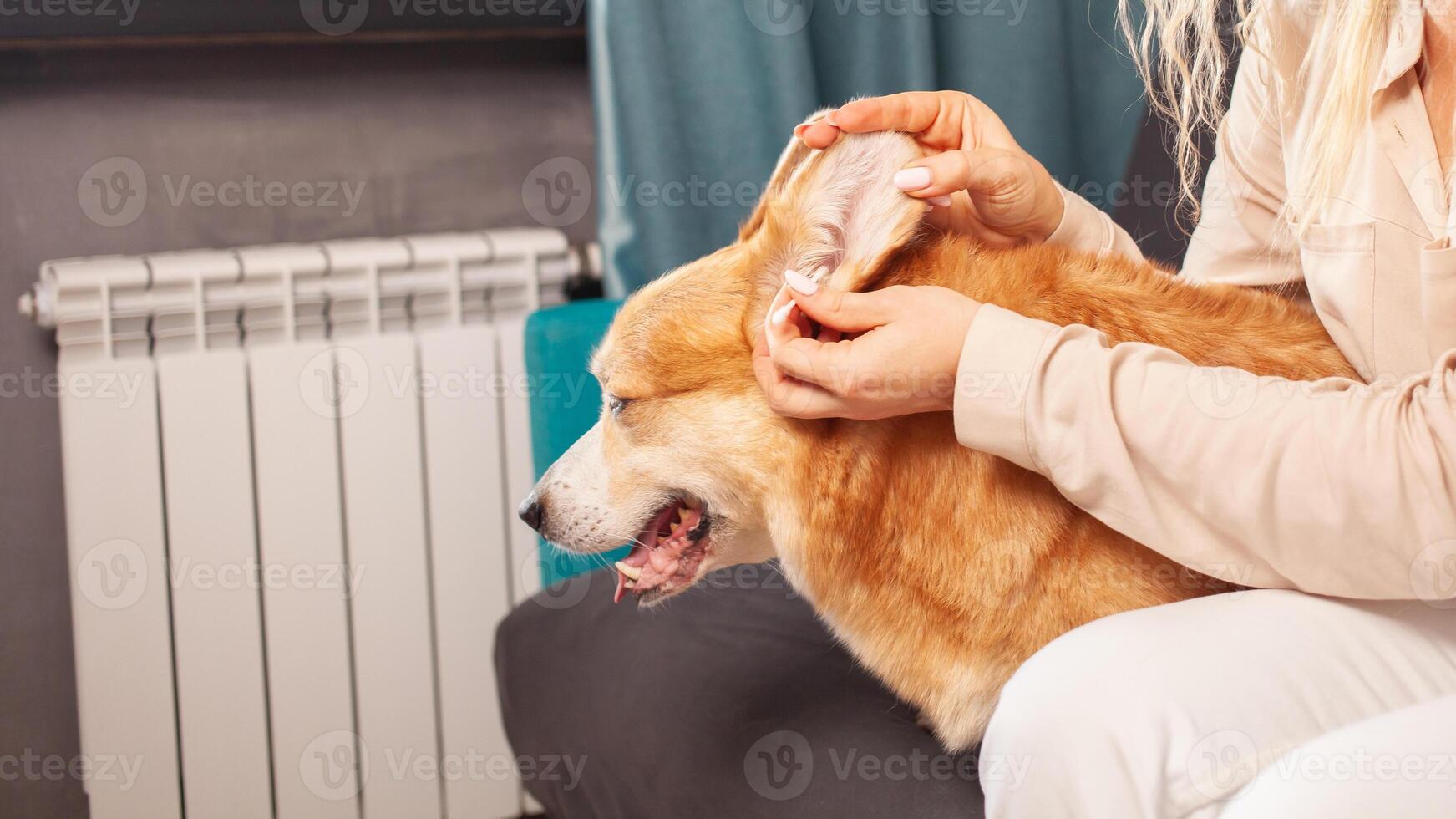 donna pulisce orecchie di corgi cane con cotone tampone, igiene, cura e governare di animali domestici. divertente. foto