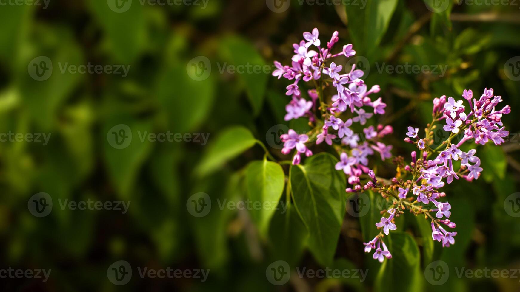 primavera fiorire sfondo - astratto floreale confine di verde le foglie foto