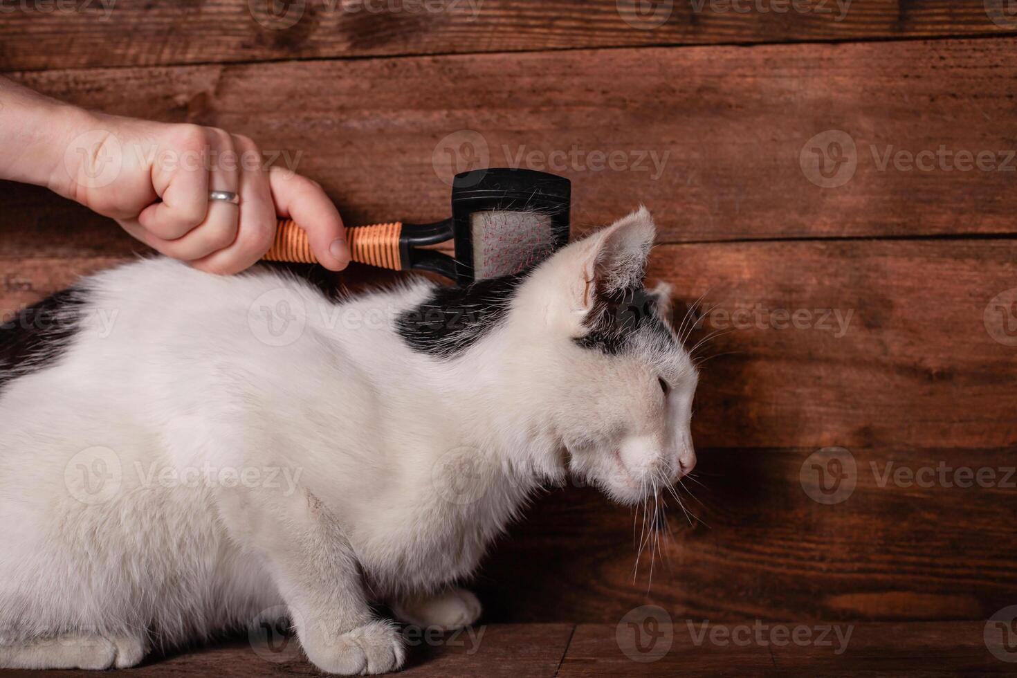 un' uomo pettini un' nero e bianca gatto con un' pettine per animali. foto