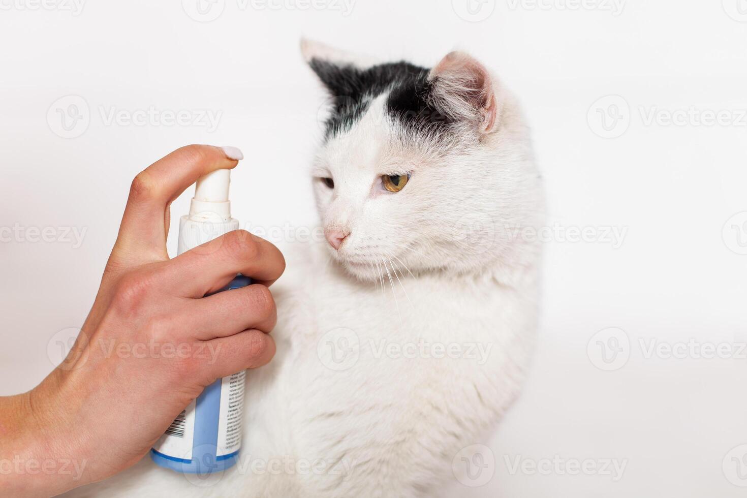 animale domestico cura, Pulce e zecca spray trattamento. nero e bianca gatto Moldavia, piegare, luglio 5, 2020, bender fortezza, figli di piatto foto