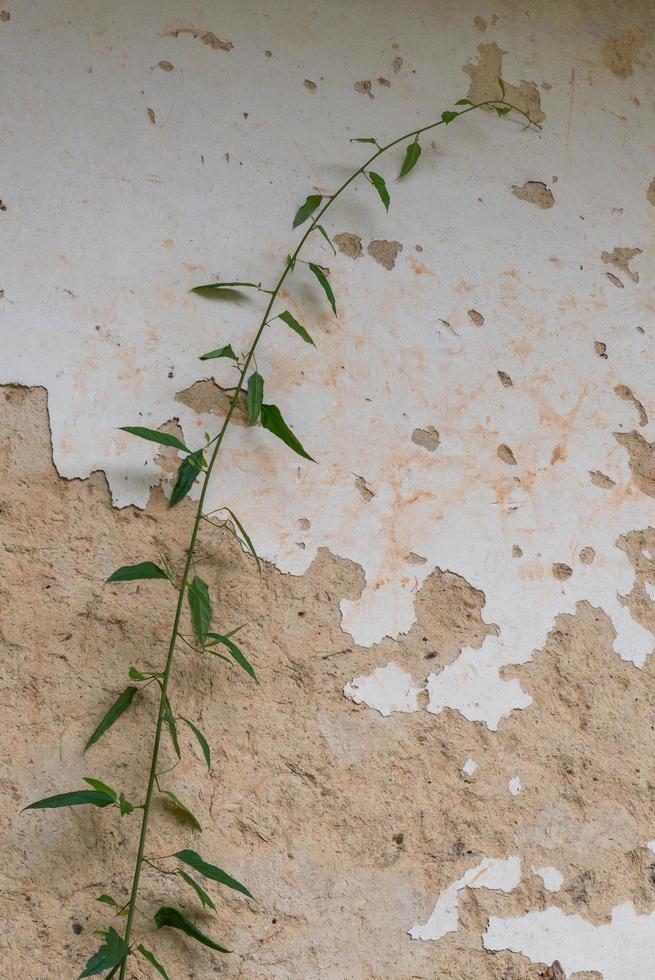 una vite verde si arrampica sul muro foto