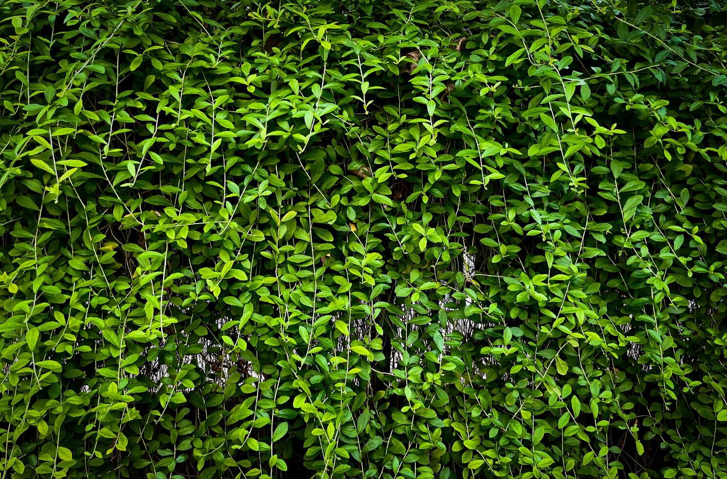 buio verde botanico parete le foglie con vignetta sfondo isolato su orizzontale rapporto fotografia modello. foto