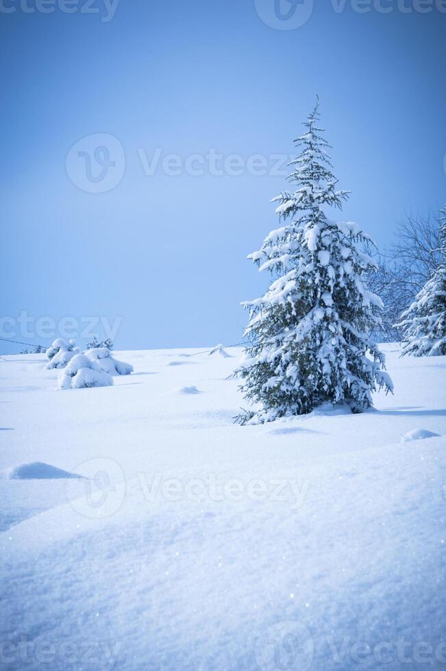 pino albero nel inverno neve foto