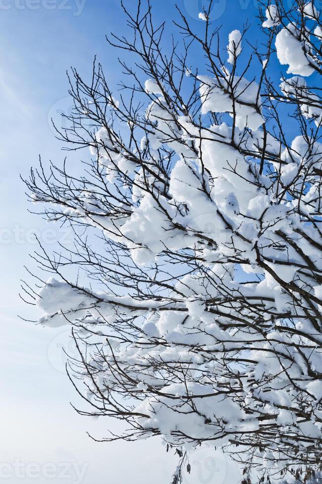 inverno ramo con neve foto