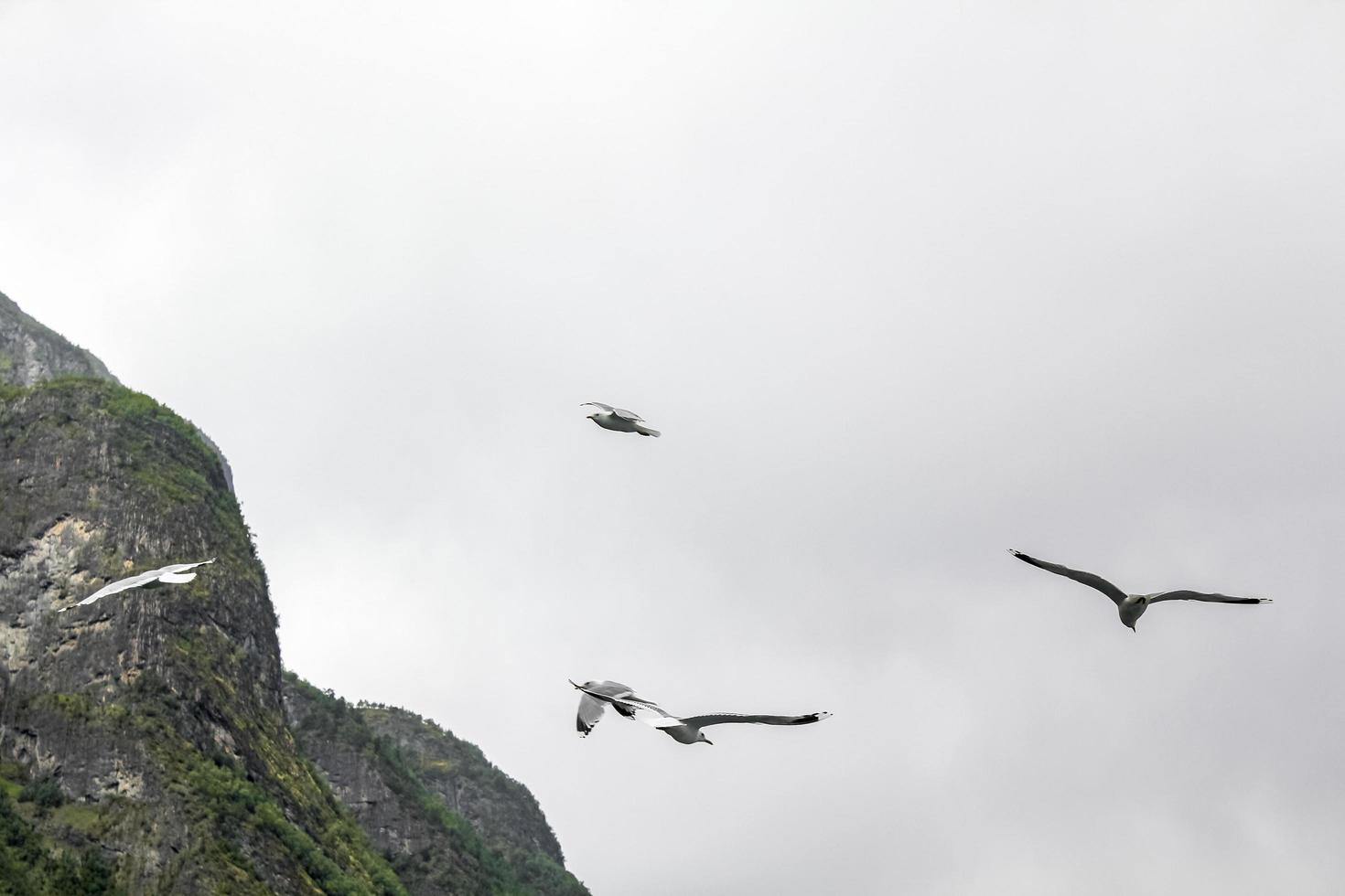 i gabbiani volano attraverso il bellissimo paesaggio del fiordo di montagna in Norvegia. foto