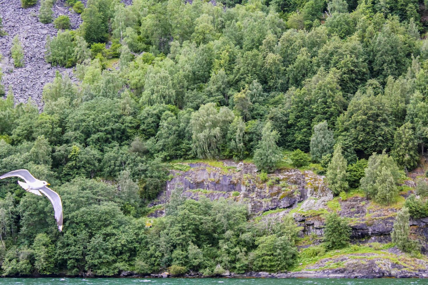 i gabbiani volano attraverso il bellissimo paesaggio del fiordo di montagna in Norvegia. foto