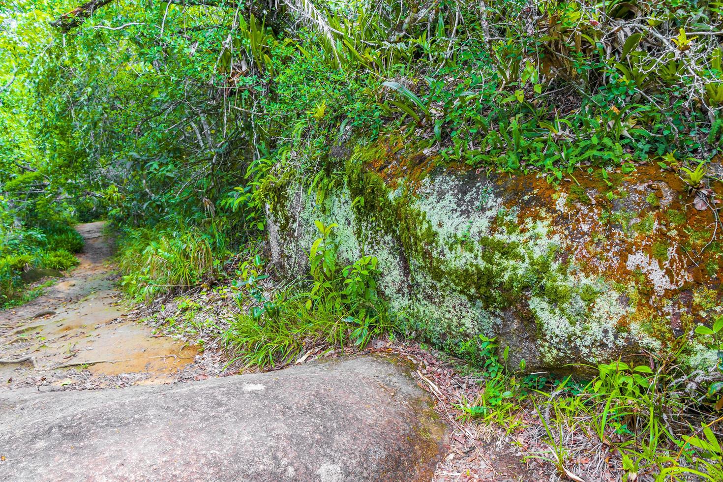 sentiero escursionistico nella foresta naturale della giungla tropicale ilha grande brasile. foto