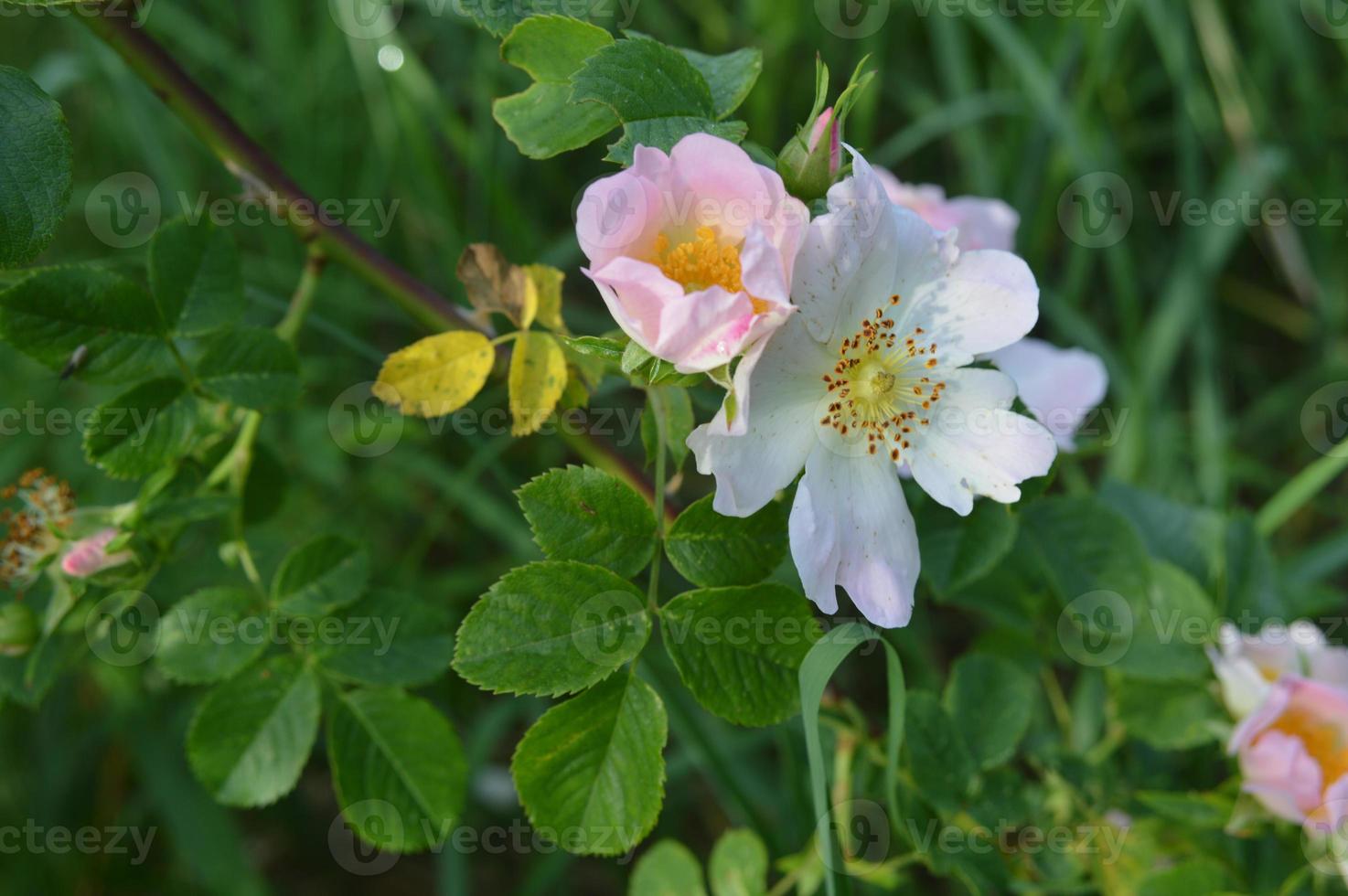 primo piano di fiori di bosco di sfondi di diversi colori foto