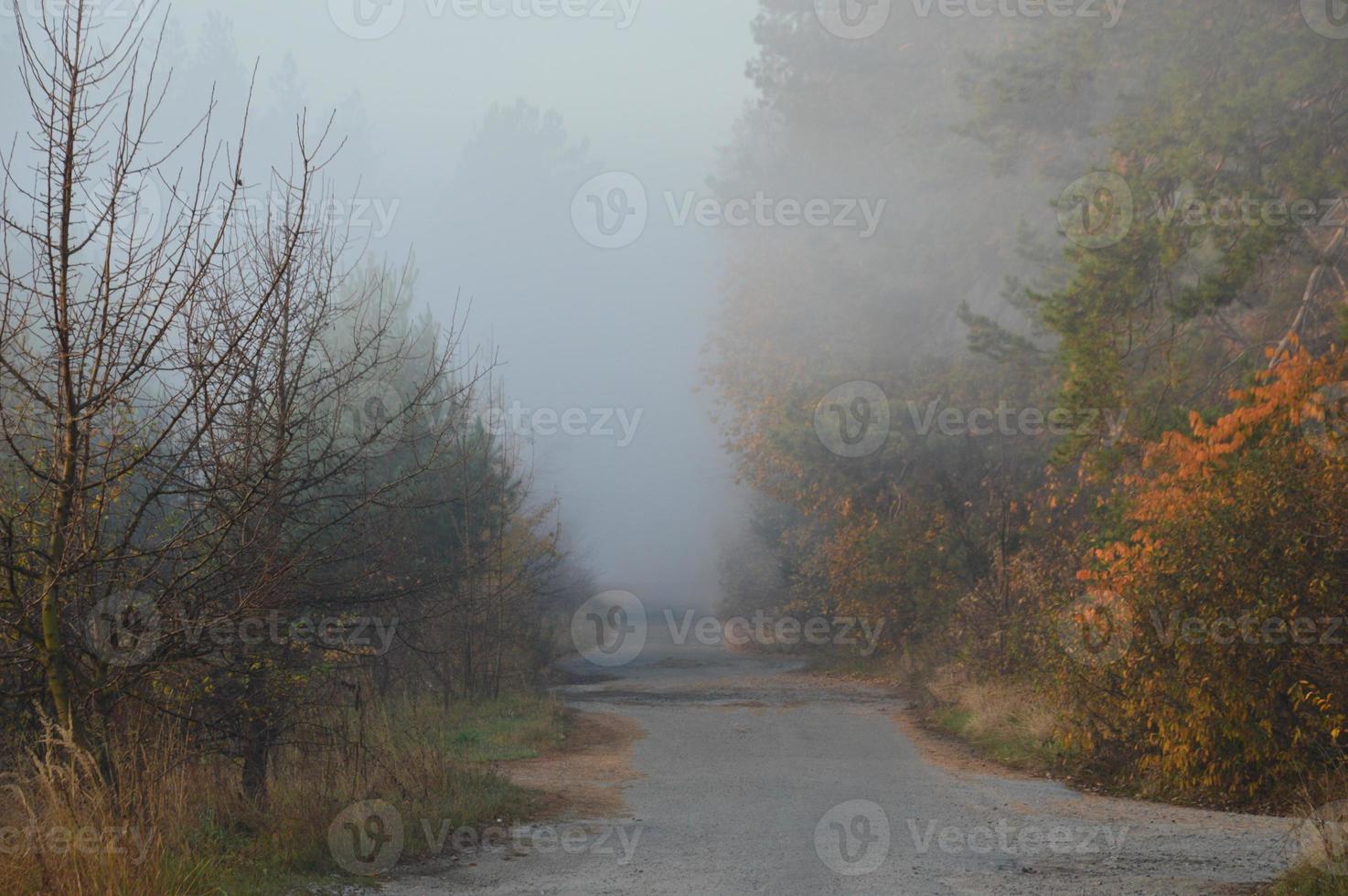 nebbia mattutina e foschia nella foresta e nel villaggio foto