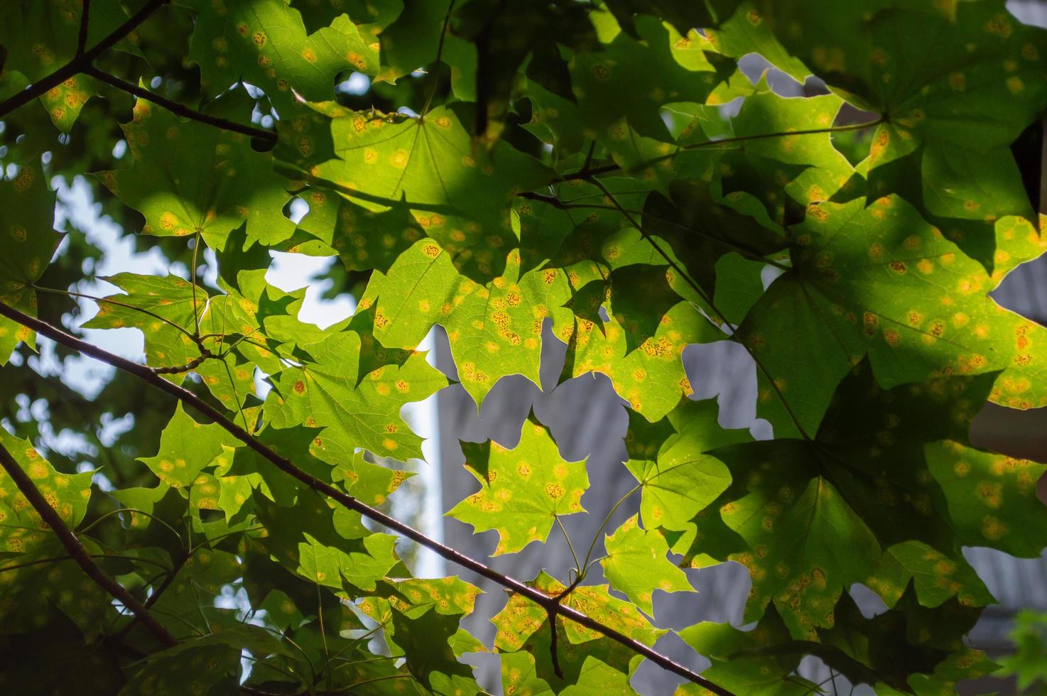 una foglia radioattiva di un albero nella città di pripyat la natura conquista la città foto