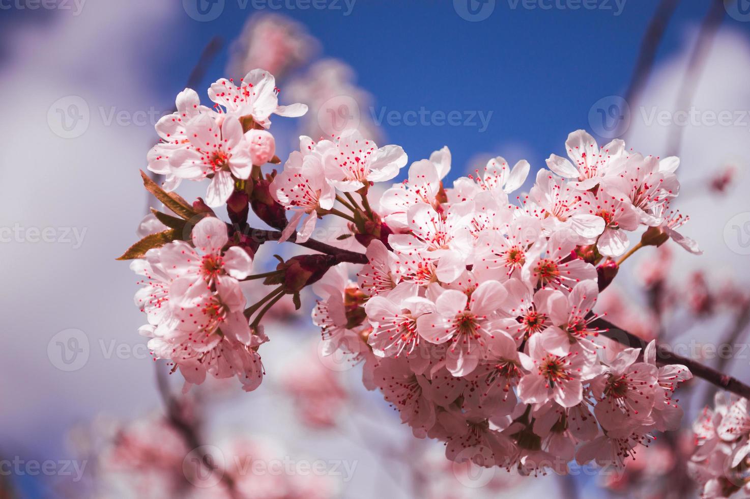 i fiori di prugna ciliegia si chiudono con petali rosa e su un ramo foto