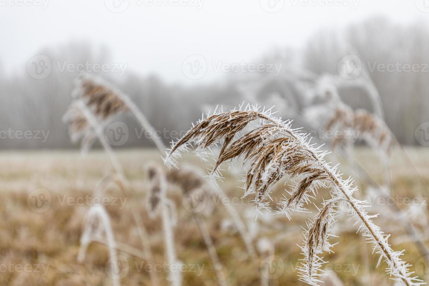 erba prato natura coperta di goccioline ghiacciate di rugiada mattutina. nebbioso tempo invernale, paesaggio bianco sfocato. calma giornata invernale fredda, piante naturali del primo piano ghiacciato congelato foto