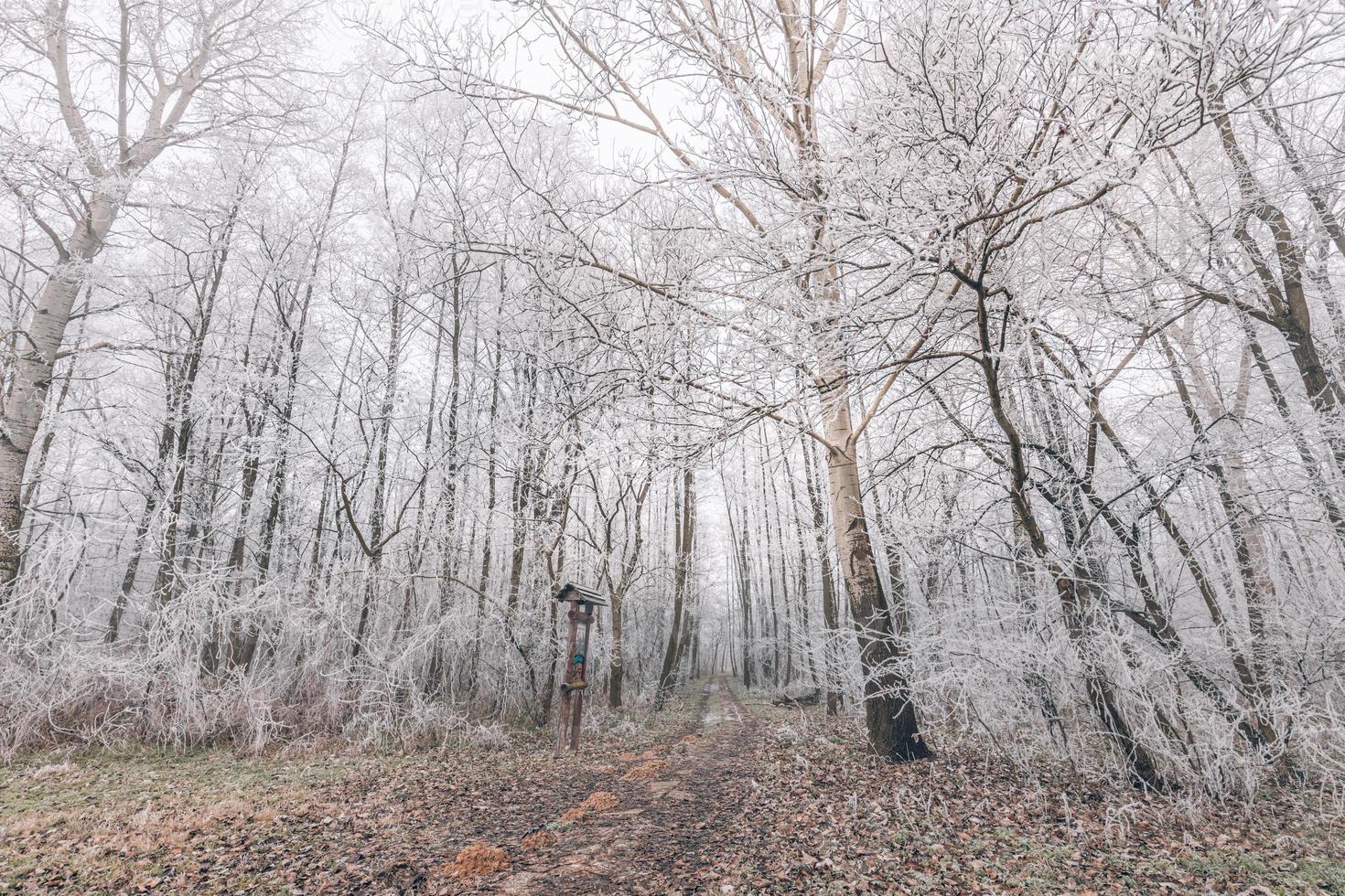 alberi coperti di neve nella foresta invernale con percorso. foresta di betulle ghiacciate, paesaggio naturale nebbioso di mattina d'inverno foto