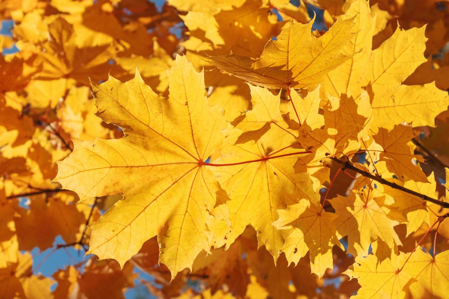 foglie di acero gialle su uno sfondo di ramo. foto