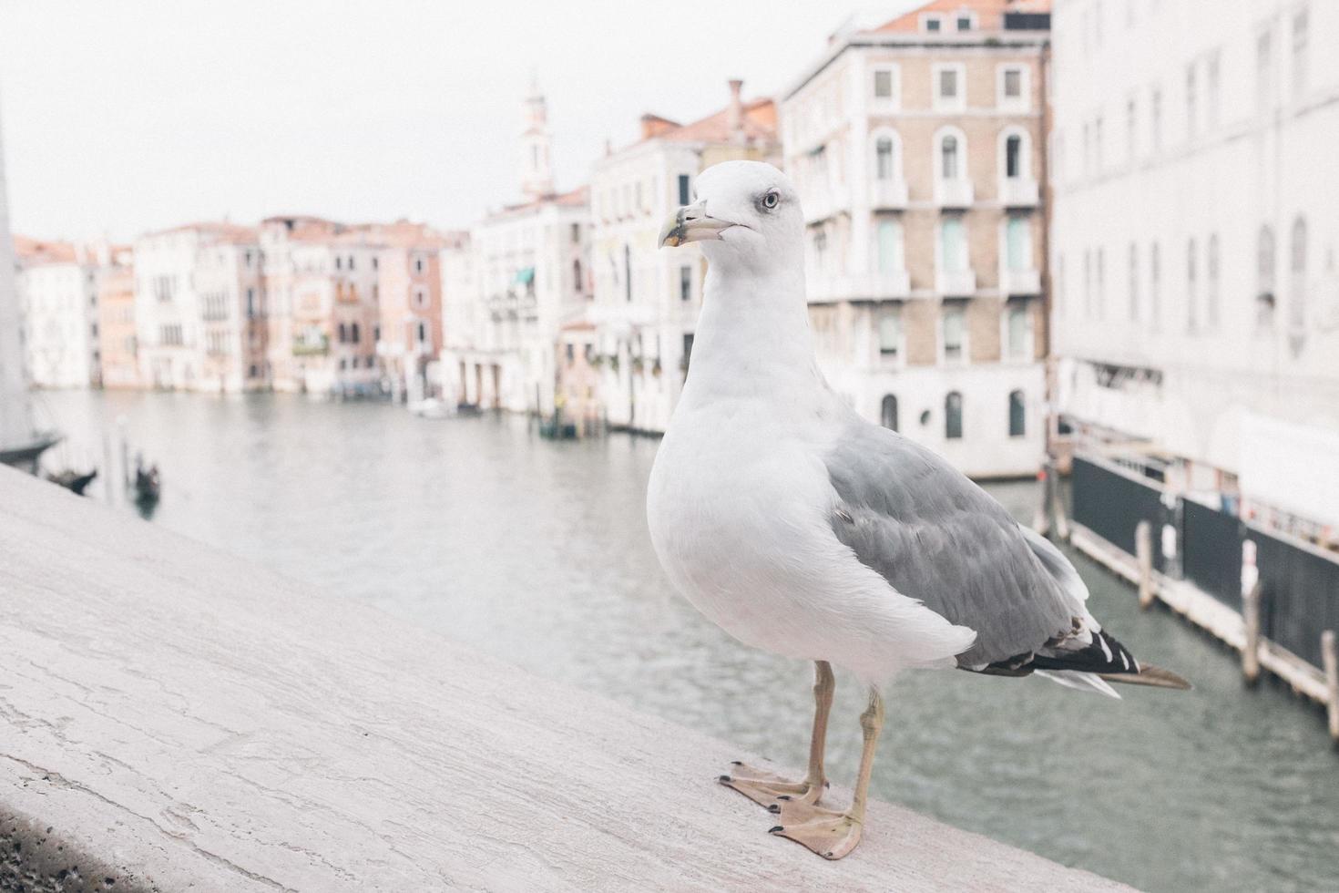 gabbiano a venezia foto