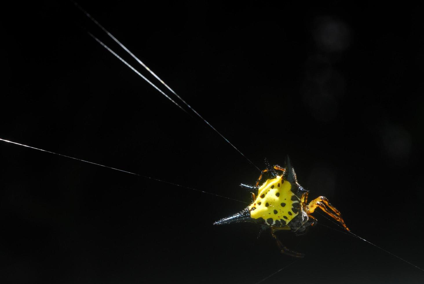 ragno aracnide siede nella sua tana su sfondo nero foto