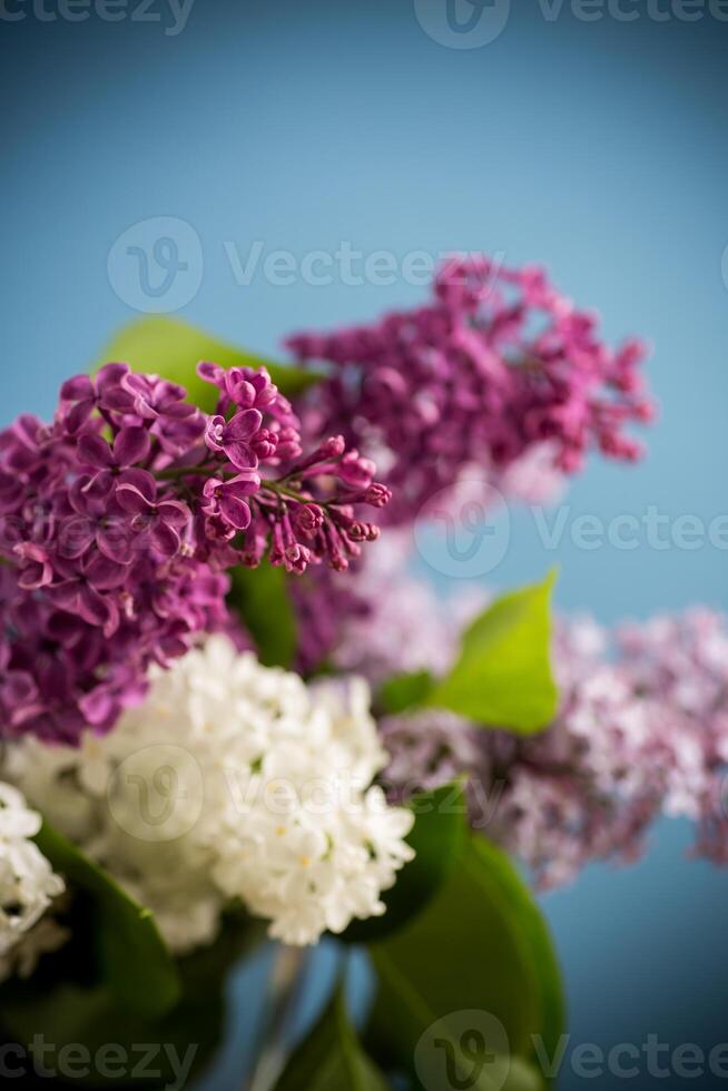 mazzo di diverso fioritura primavera lillà nel un' vaso su blu sfondo foto