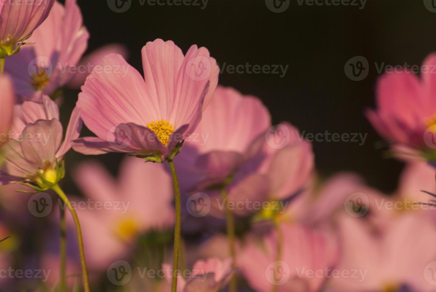 fiore rosa cosmo nel giardino foto