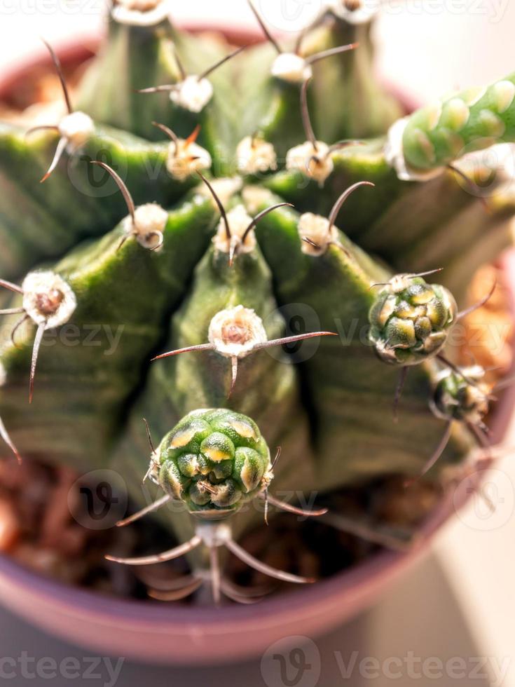 piccolo bocciolo di cactus gymnocalycium foto