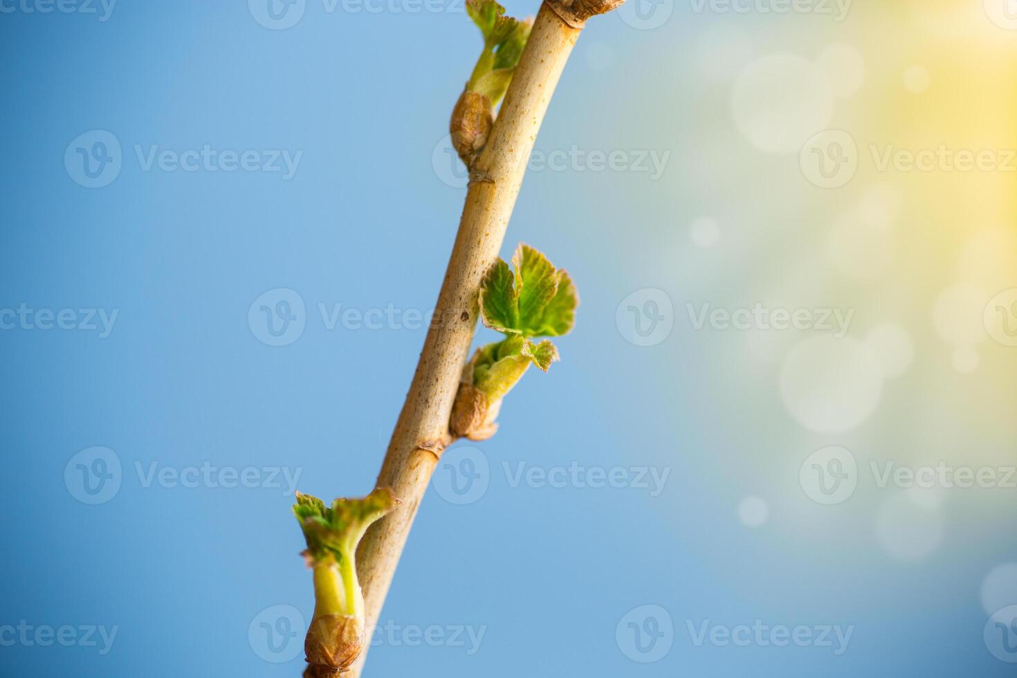 ramo con giovane ribes le foglie su blu sfondo foto