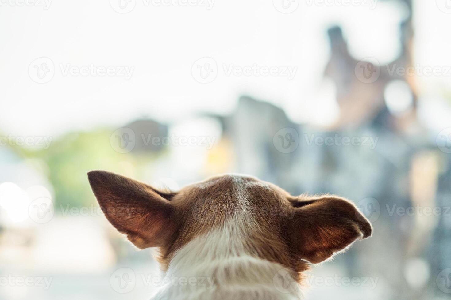 testa chihuahua cane guardare per qualcosa nel camera foto