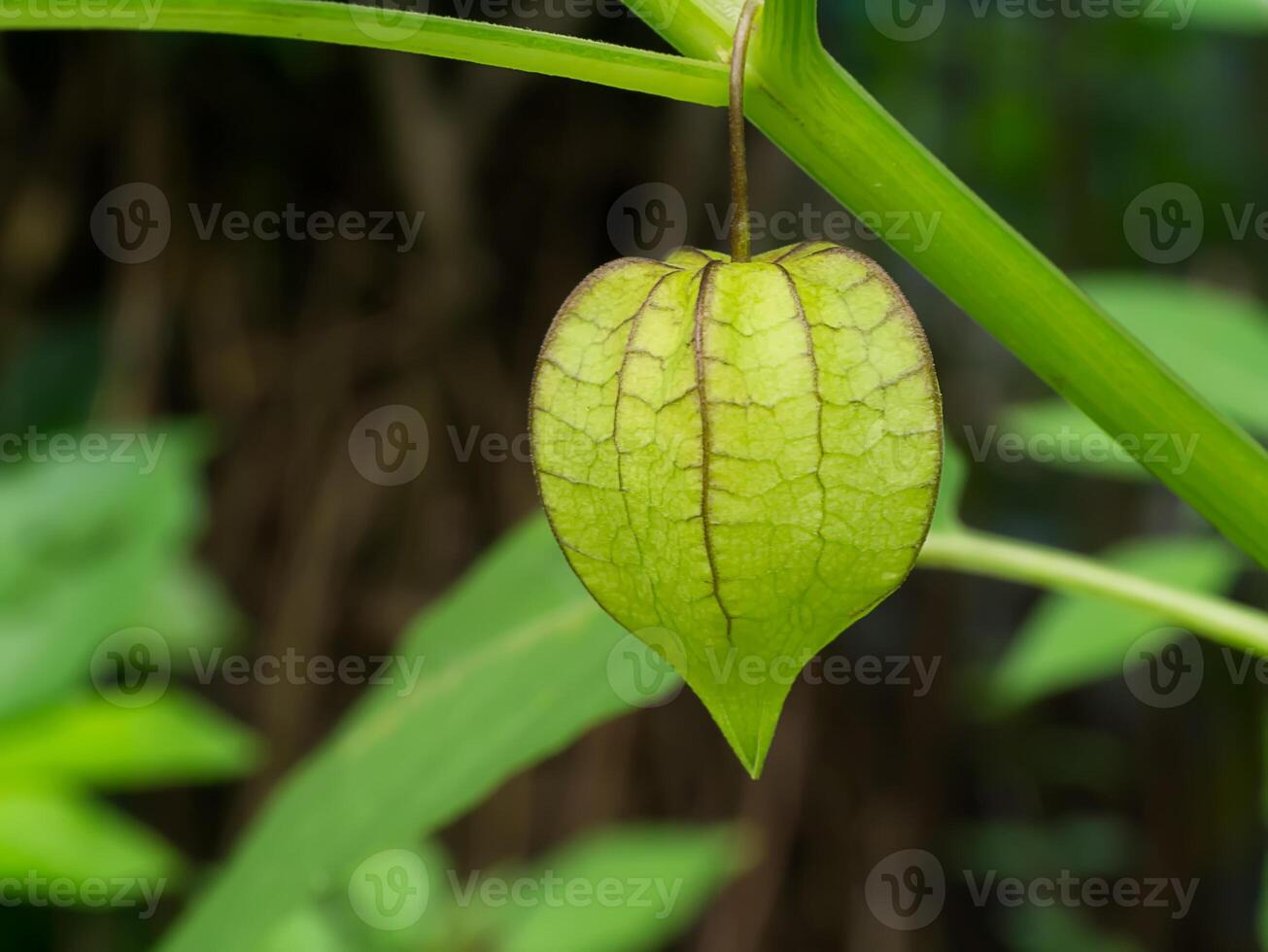 hogweed o terra ciliegia. foto