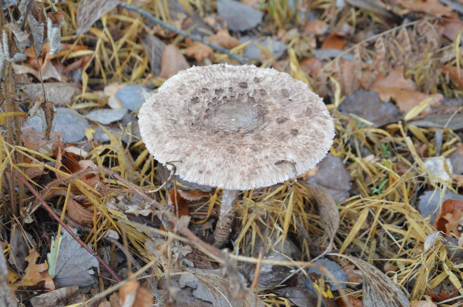 primo piano di funghi di bosco su sfondo foto