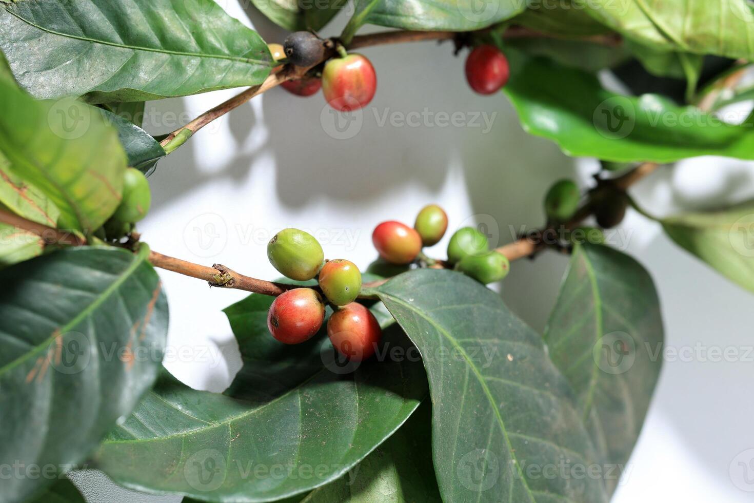 caffè fagiolo e foglia isolato su bianca foto