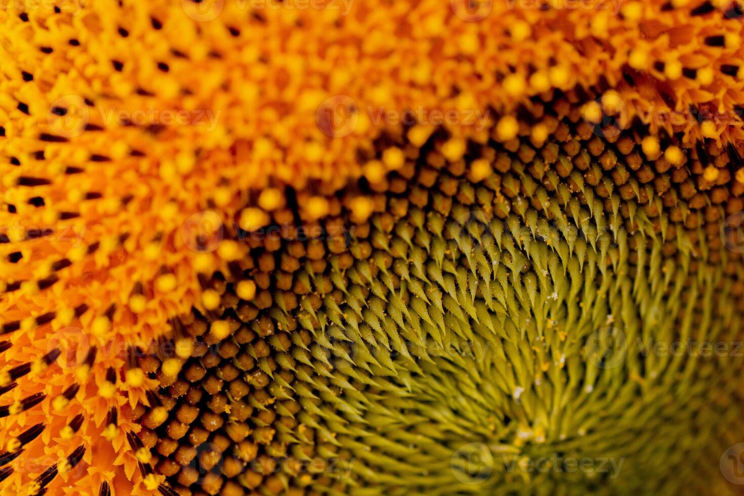 un' vicino su tiro di il girasole, il semi siamo chiaramente visibile e il polline polline è chiaro. foto