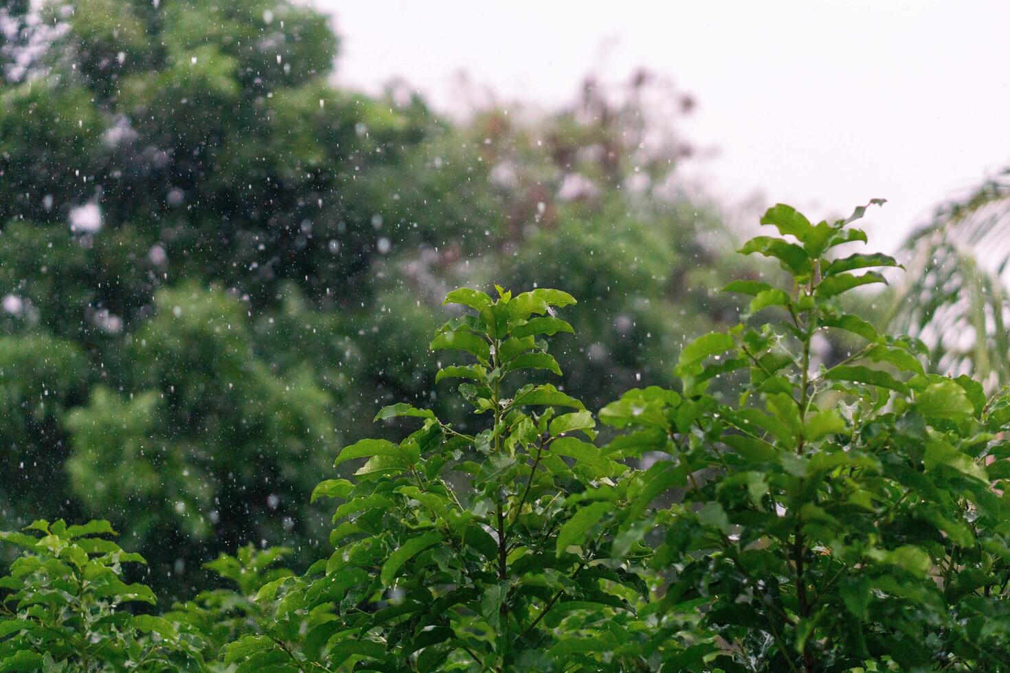 natura fresco verde foglia ramo sotto havy pioggia nel piovoso stagione. estate pioggia nel lussureggiante verde foresta, con pesante pioggia sfondo. pioggia doccia far cadere su foglia albero foto