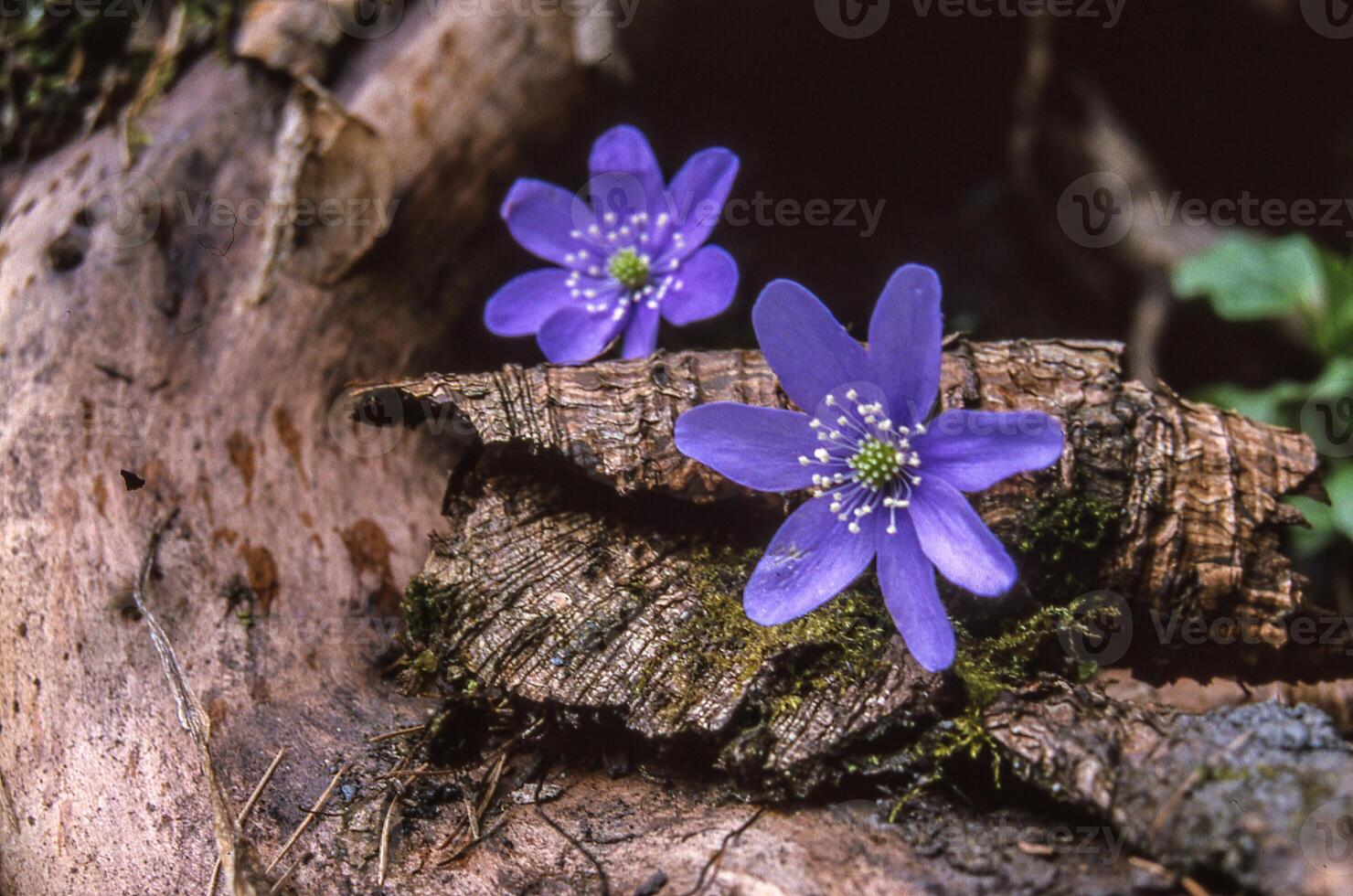 Due viola fiori siamo seduta su un' log foto